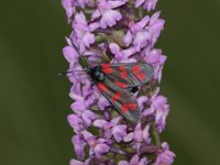 846 (Sechspunktwidderchen)